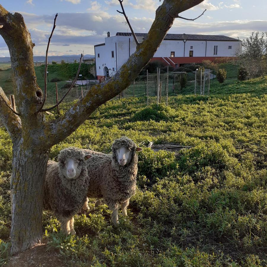 Masseria Agriturismo Moschella Posta Piana Eksteriør billede