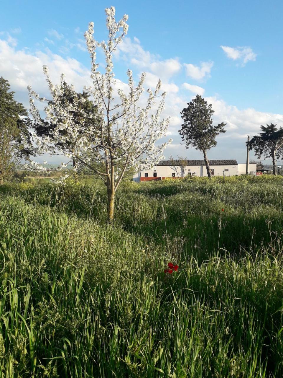 Masseria Agriturismo Moschella Posta Piana Eksteriør billede